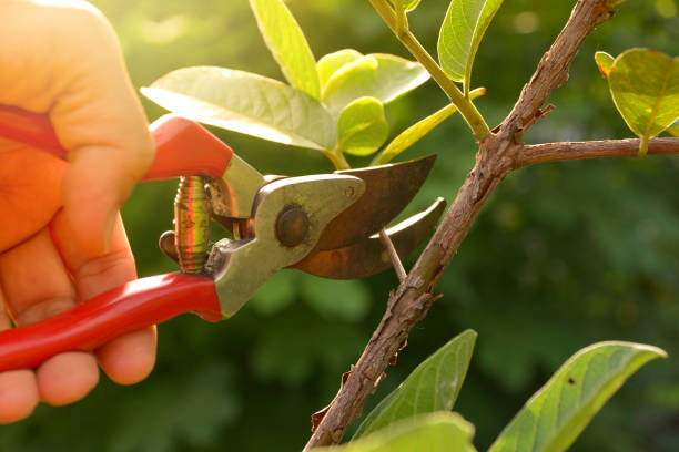 Lawn Watering Services in Vinton, TX